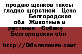 продаю щенков таксы гладко щерстной › Цена ­ 2 000 - Белгородская обл. Животные и растения » Собаки   . Белгородская обл.